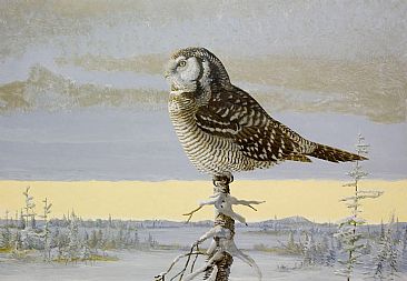  - Northern Hawk Owl by Barry MacKay