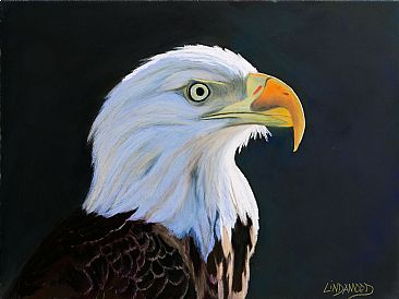 Illumination - Bald Eagle by Patsy Lindamood