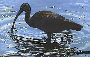 In a Reflection Darkly - Glossy Ibis by Patsy Lindamood