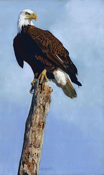 On Top of His World - BaldEagle by Patsy Lindamood