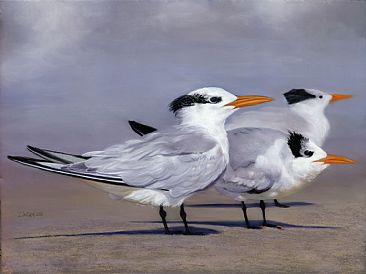 Tern Trio - Terns by Patsy Lindamood