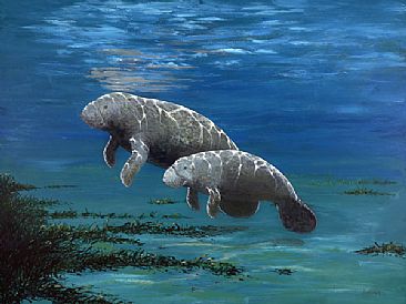 In the Shallows, A Kind Face - Manatee  by Barry Ingham