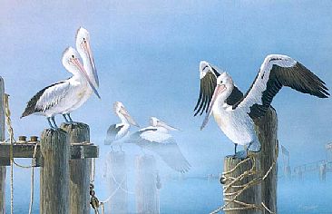 Misty Mooring - Australian Pelicans by Barry Ingham