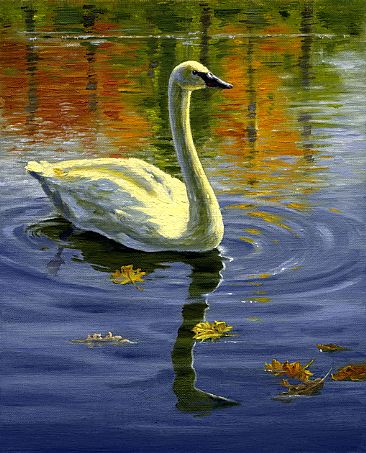Reflections of Autumn - Trumpeter Swan on the water by Mary Louise Holt