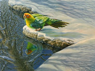 Reflecting On A Lost Treasure - Carolina papakeet in the snow by Mary Louise Holt