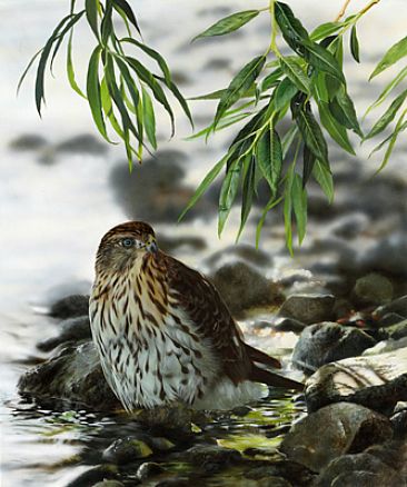 Bird Bath - Juvenile sharp shinned hawk by Julia Hargreaves