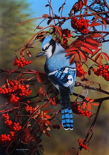 Winter Blues - Blue Jay by Julia Hargreaves