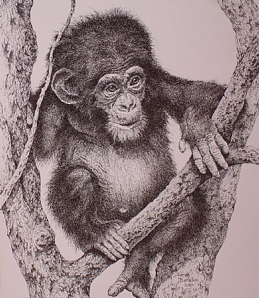 Baby Chimp - Baby chimp resting in a tree by Sarah Baselici