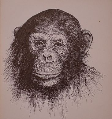 Chimp - Study of a chimp face by Sarah Baselici