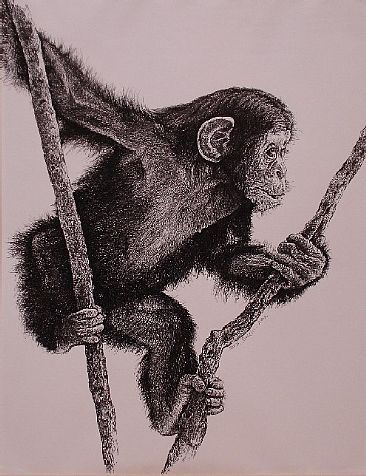 Chimp on a vine - Young chimp playing by Sarah Baselici