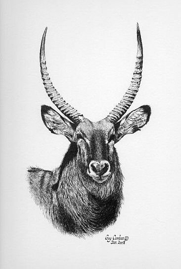 Waterbuck  -  by Guy Combes