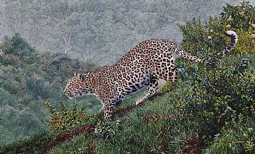 Breaking Cover - Leopard by Guy Combes
