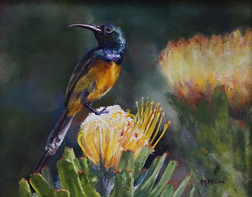 National Treasures - Sunbird on Protea flower by Michelle McCune
