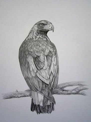 Golden Eagle -  by Ji Qiu