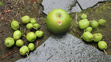 Natures one bad apple - fruit and fake apple, GMO by Hilde_Aga Brun
