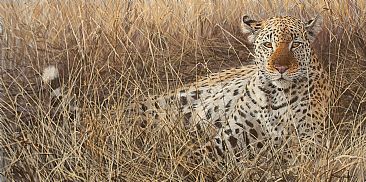 Eye of the Hunter - leopard by John Seerey-Lester