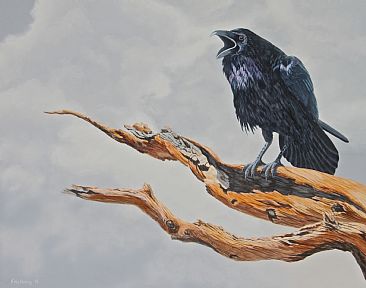 Bristlecone Raven - Raven on a Bristlecone Pine branch by Chris Frolking