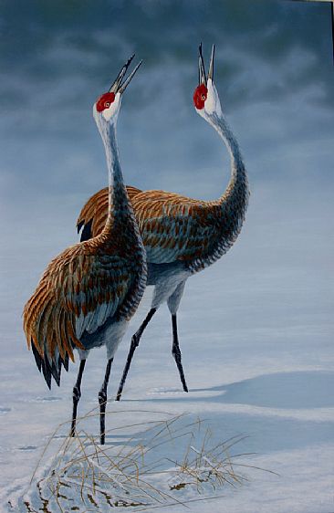 Sandhill Cranes - pair of sandhill cranes courting in the snow by Chris Frolking