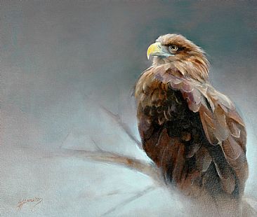 White tailed Eagle - White tailed eagle by Lorna Hamilton