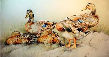 Afternoon Rest - Mallard Ducks by Lorna Hamilton