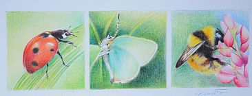 Micro Nature - Butterfly, bee, ladybird by Lorna Hamilton