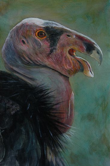 California's thunderbird - California condor by Gloria Chadwick