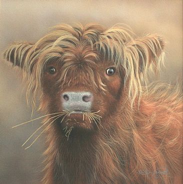 Angus. - Juvenile Highland Cow. by David Prescott