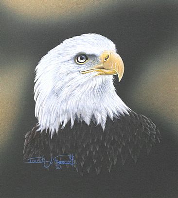 Bald Eagle Study. (Sold) - Bald Eagle. by David Prescott