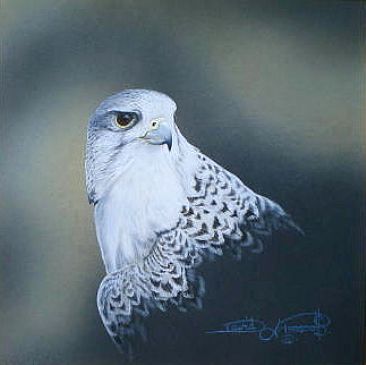 Gyr Falcon, Study (Sold) - Gyr Falcon by David Prescott
