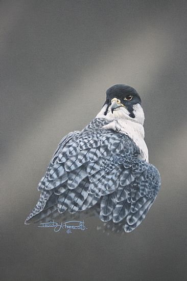 Peregrine Falcon. (Sold) - Peregrine Falcon by David Prescott