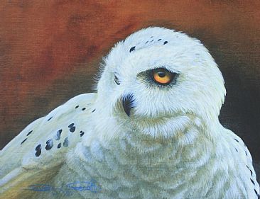 Snowy Owl, Study. (Sold) - Snowy Owl. by David Prescott
