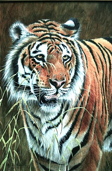 Evening Light, Bengal Tiger. (Sold) - Bengal Tiger by David Prescott