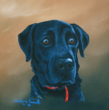Black Lab (Sold). - Black Labrador.  by David Prescott