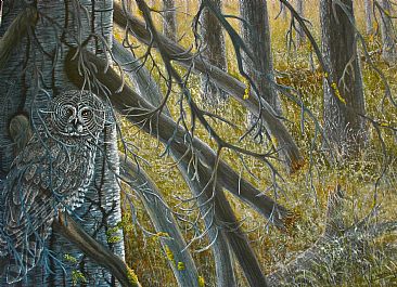 Closer Than You Think, Great Grey Owl. (Sold) - Great Grey Owl. by David Prescott