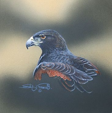 Harris Hawk, Study (Sold) - Harris Hawk by David Prescott