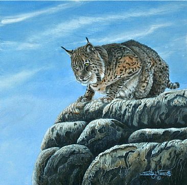 Vantage Point, Bobcat.   ( Sold ) - North American Bobcat. by David Prescott