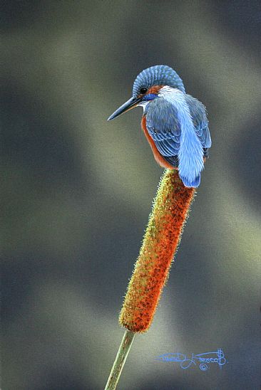Common Reedmace and Kingfisher. (Sold) - European Kingfisher by David Prescott
