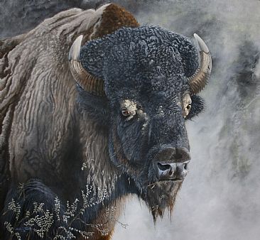The Power and The Glory. - North American Bison. by David Prescott
