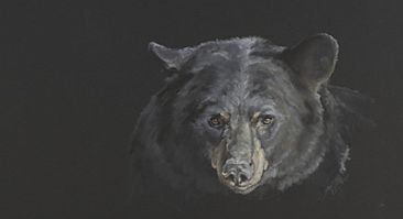 Townsend - American Black Bear by Vicki Ferguson