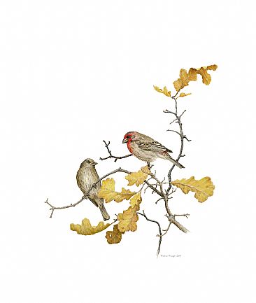 What Now? - Two House Finches on Oak branches by Stephen Ascough