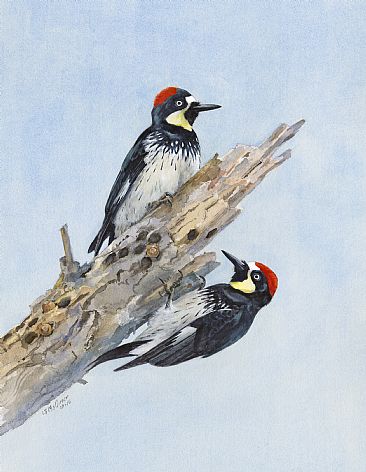 Acorn Woodpeckers - Pair of Acorn Woodpeckers by Larry McQueen