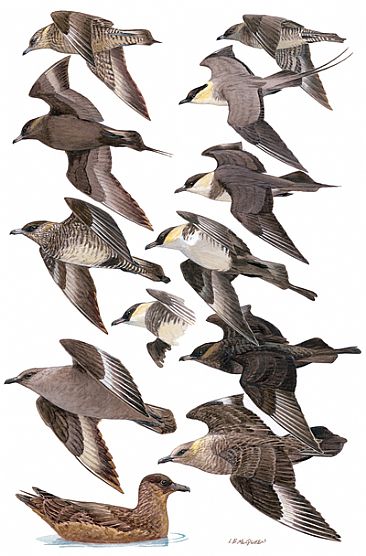 JAEGERS and SKUAS - Birds of Peru by Larry McQueen