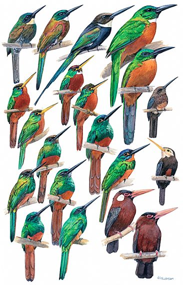 JACAMARS - Birds of Peru by Larry McQueen