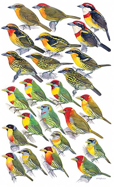 BARBETS - Birds of Peru by Larry McQueen