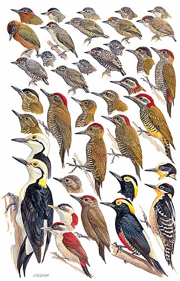 WOODPECKERS 1  - Birds of Peru by Larry McQueen