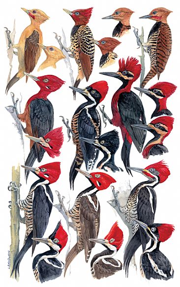 WOODPECKERS 3 - Birds of Peru by Larry McQueen