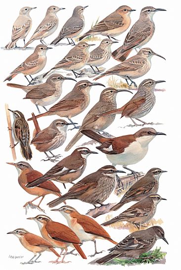 OVENBIRDS 1 - Birds of Peru by Larry McQueen