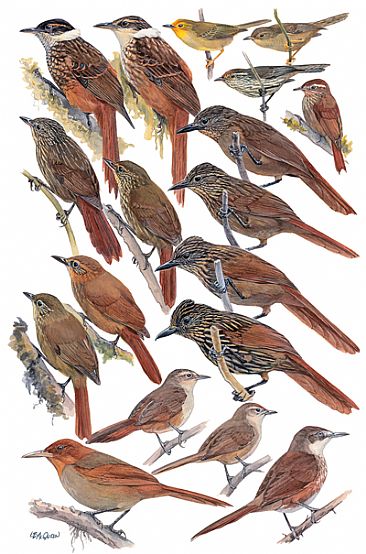 OVENBIRDS 6 (Highland Foliage-gleaners) - Birds of Peru by Larry McQueen
