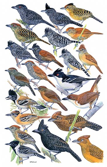 ANTBIRDS 1 (Crested Antshrikes) - Birds of Peru by Larry McQueen