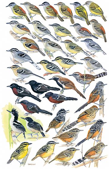 ANTBIRDS 6: Various Small Antbirds - Birds of Peru by Larry McQueen